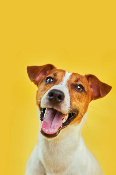 Happy Dog